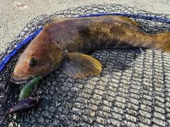 アイナメの釣果