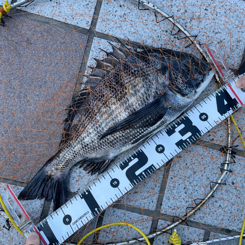 クロダイの釣果