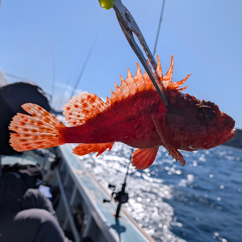 オニカサゴの釣果