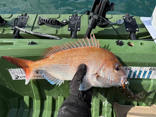 タイの釣果