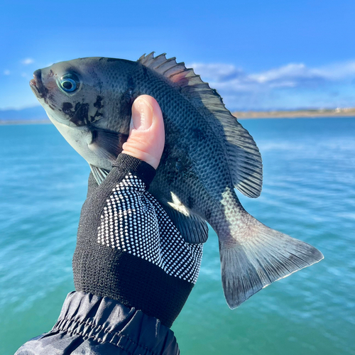 メジナの釣果