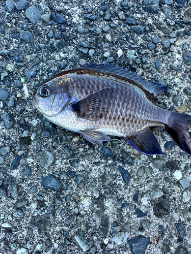 スズメダイの釣果