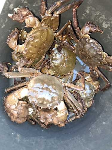 カニの釣果