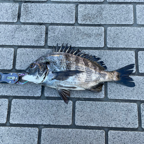 クロダイの釣果