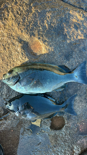 メジナの釣果