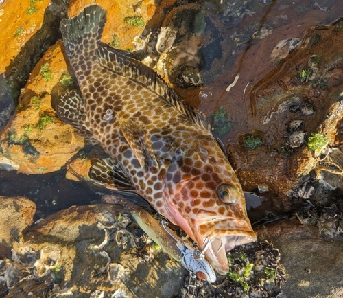 オオモンハタの釣果