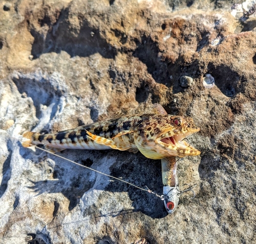 エソの釣果