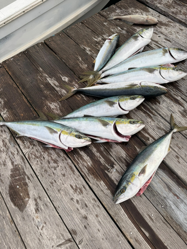 ブリの釣果