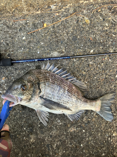 クロダイの釣果