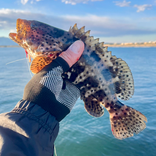 ヤイトハタの釣果