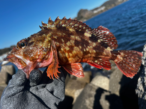 カサゴの釣果