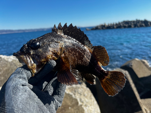 クロソイの釣果