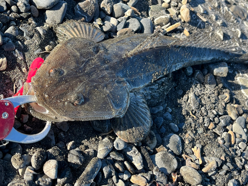 マゴチの釣果