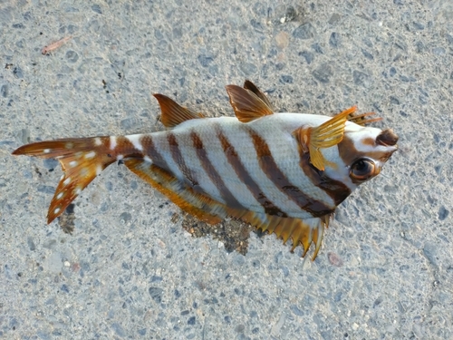 タカノハダイの釣果