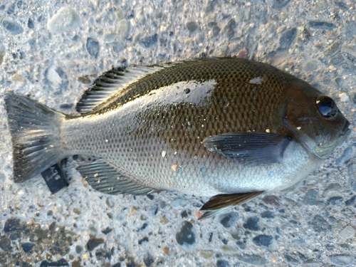 メジナの釣果