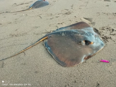 エイの釣果