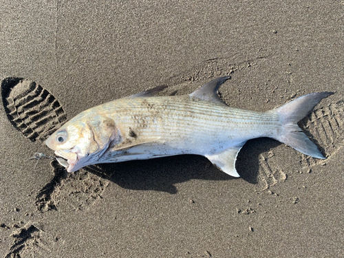 ツバメコノシロの釣果