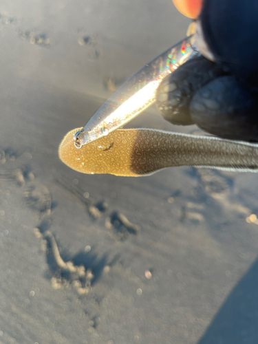 シタビラメの釣果