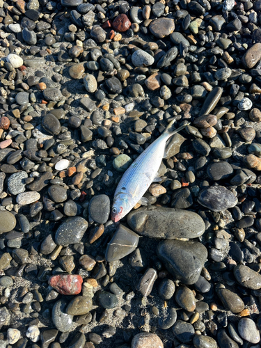 コノシロの釣果