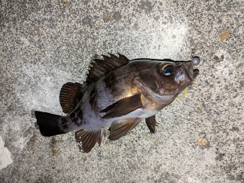 メバルの釣果