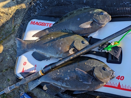 クチブトグレの釣果