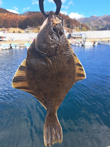 ヌマガレイの釣果