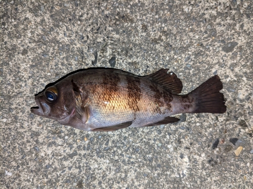 メバルの釣果