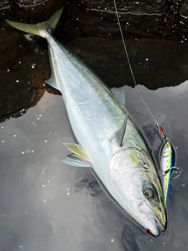 ブリの釣果