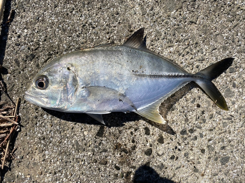 メッキの釣果