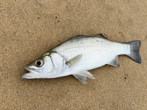 セイゴ（ヒラスズキ）の釣果