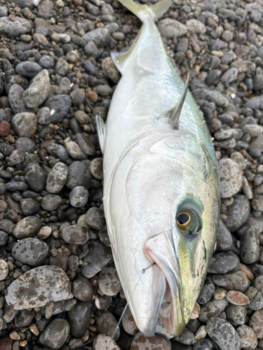 メジロの釣果