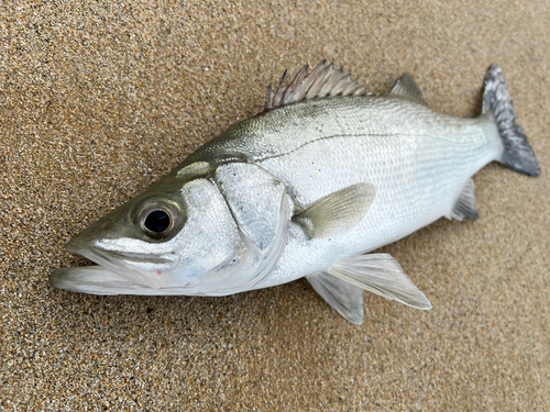 セイゴ（ヒラスズキ）の釣果