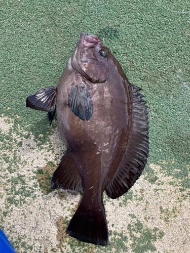 トビハタの釣果