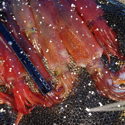 ヤリイカの釣果