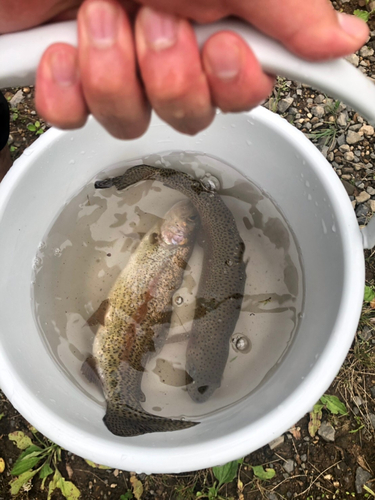 ニジマスの釣果