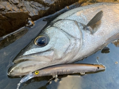 ヒラスズキの釣果