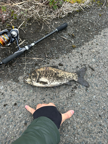 フナの釣果