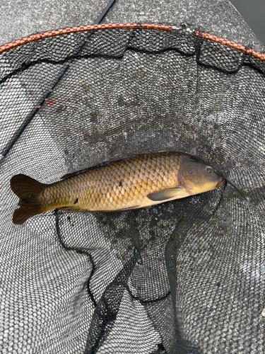 コイの釣果