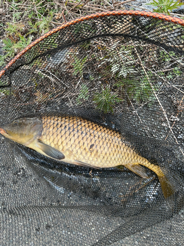 コイの釣果