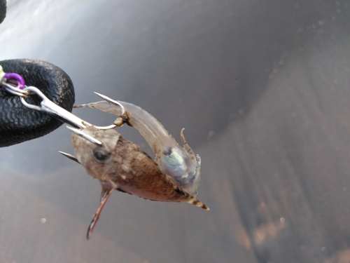 メゴチの釣果