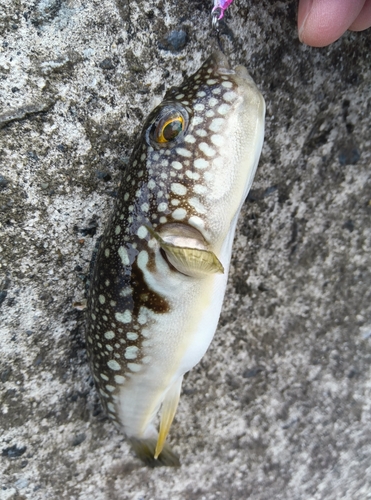 フグの釣果