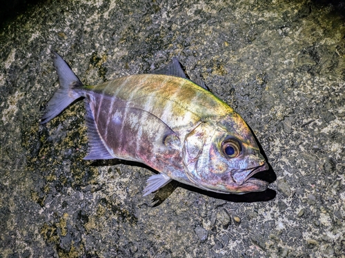 ヒラアジの釣果