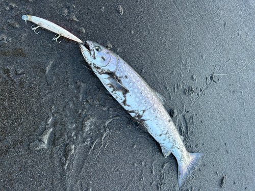 アメマスの釣果