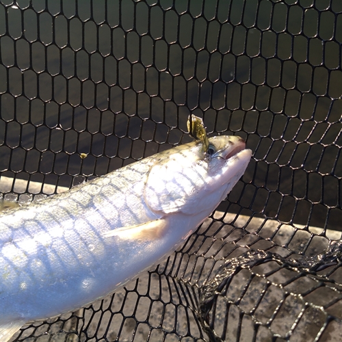 ニジマスの釣果