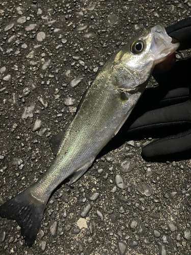 セイゴ（マルスズキ）の釣果