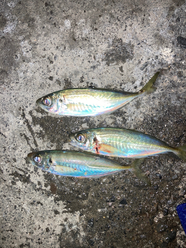 アジの釣果