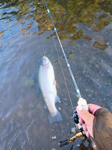 ニジマスの釣果