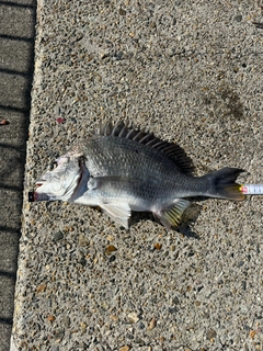 チヌの釣果