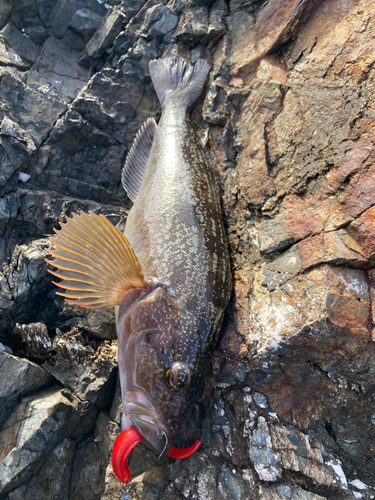 アイナメの釣果