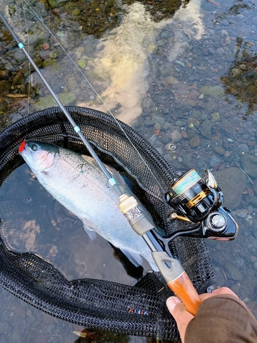 ニジマスの釣果